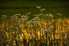 野菊