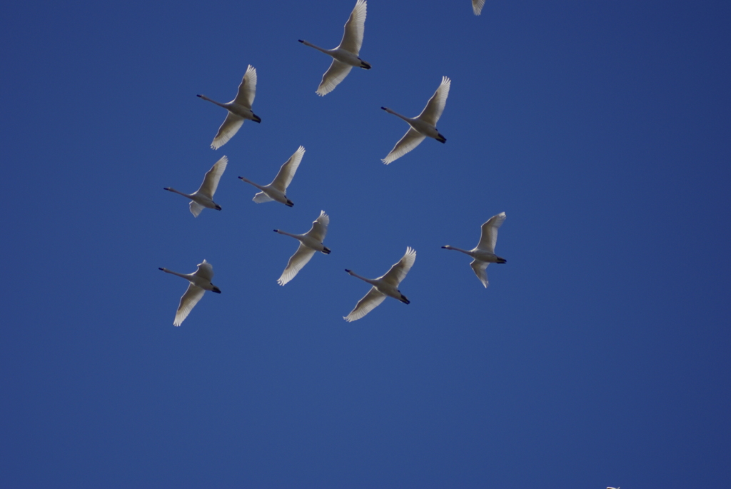 大空を舞う　３