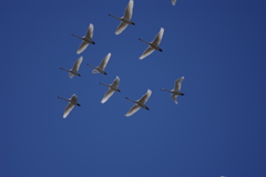 大空を舞う　３