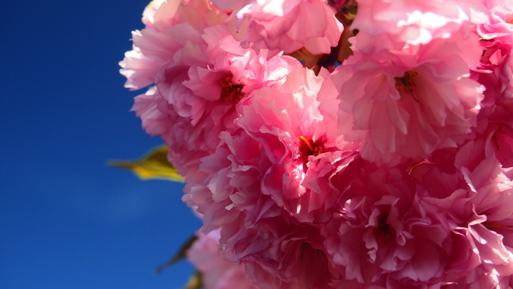 青空と八重桜