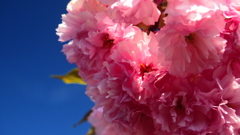 青空と八重桜