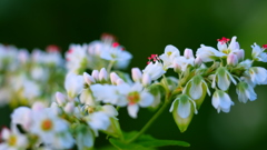 蕎麦の花