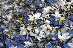 純白の花