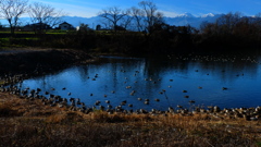 水鳥たちの営み