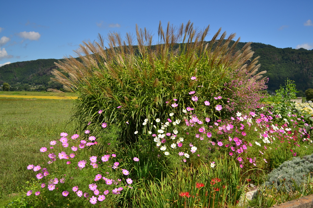野辺の花盛　２