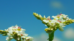 ふたりの蕎麦畑