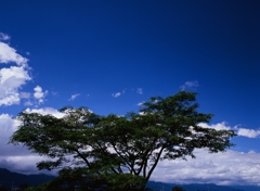 碧空と合歓の木　（フィルムの残像）
