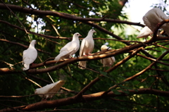 白鳩に託す