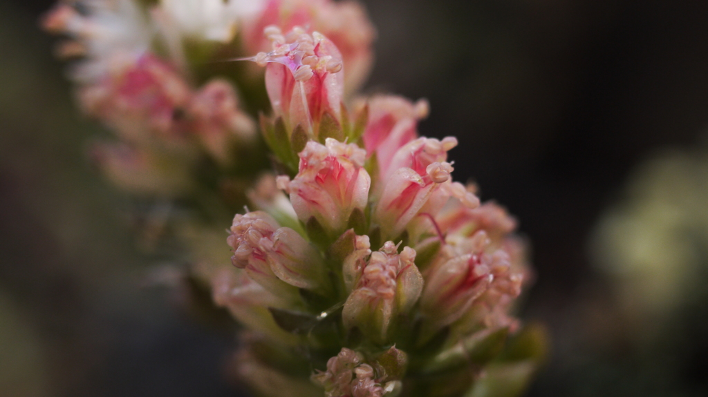 庭の小人たち　２