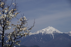 常念岳の春