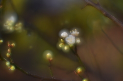 小さな開花　（庭の梅６）