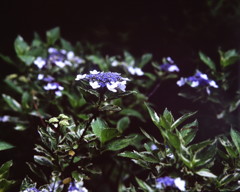紫陽花の咲く木陰　(フィルムの残像)