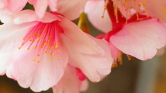 桜への想い