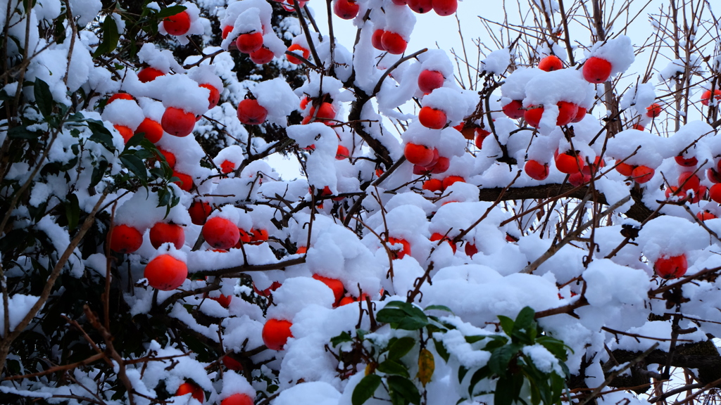 雪帽子