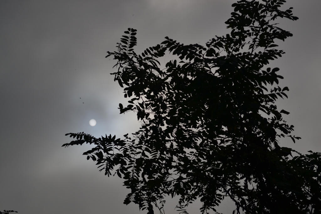 朝霧　（秋の安曇野）