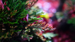 イワヒバの紅葉（庭の片隅３）
