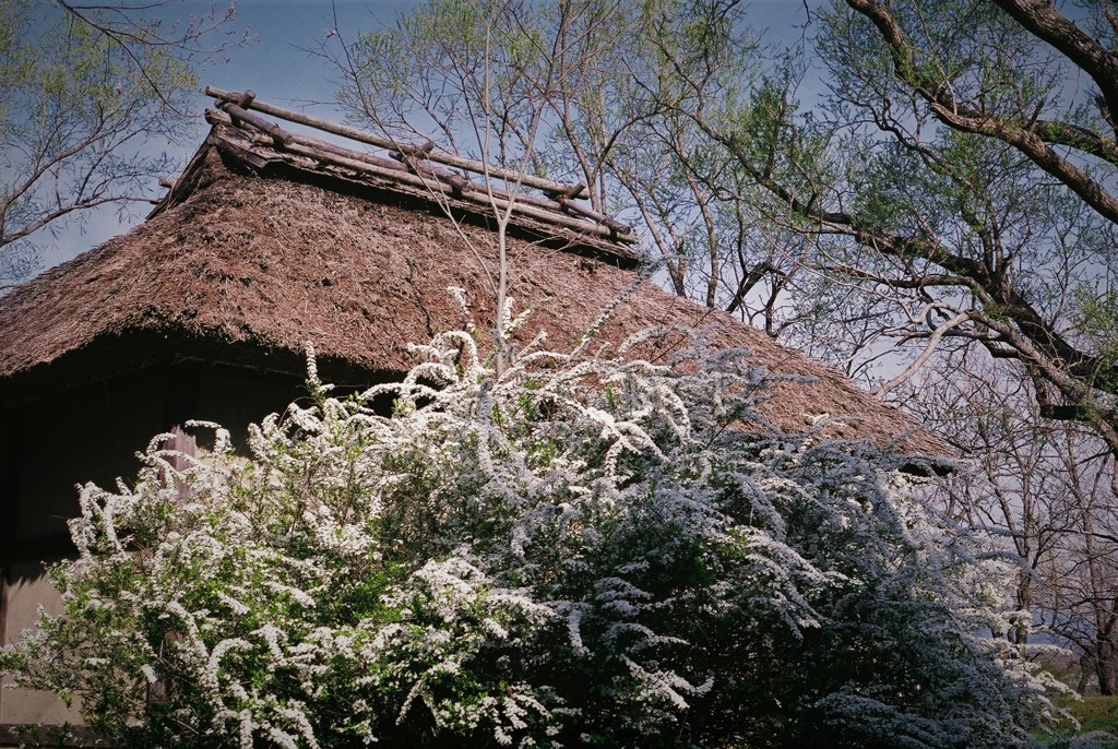 雪柳と水車小屋