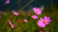 花づくし