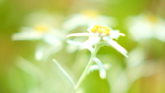 高山の花　２