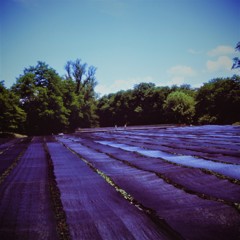 初夏の光の下で　(フィルムの残像)