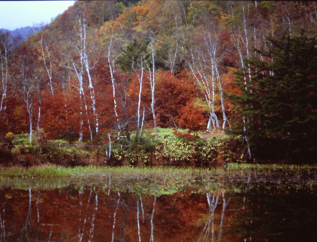紅の森2