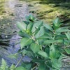 水辺の朝　（フィルムスナップ）