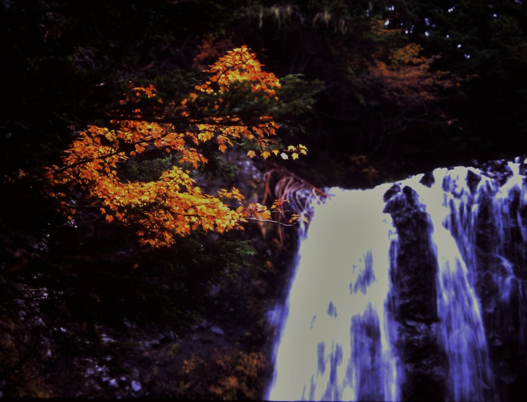 秋の終わり　（フィルムの残像）