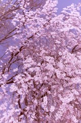 桜咲いた日　（フィルムの残像　２）