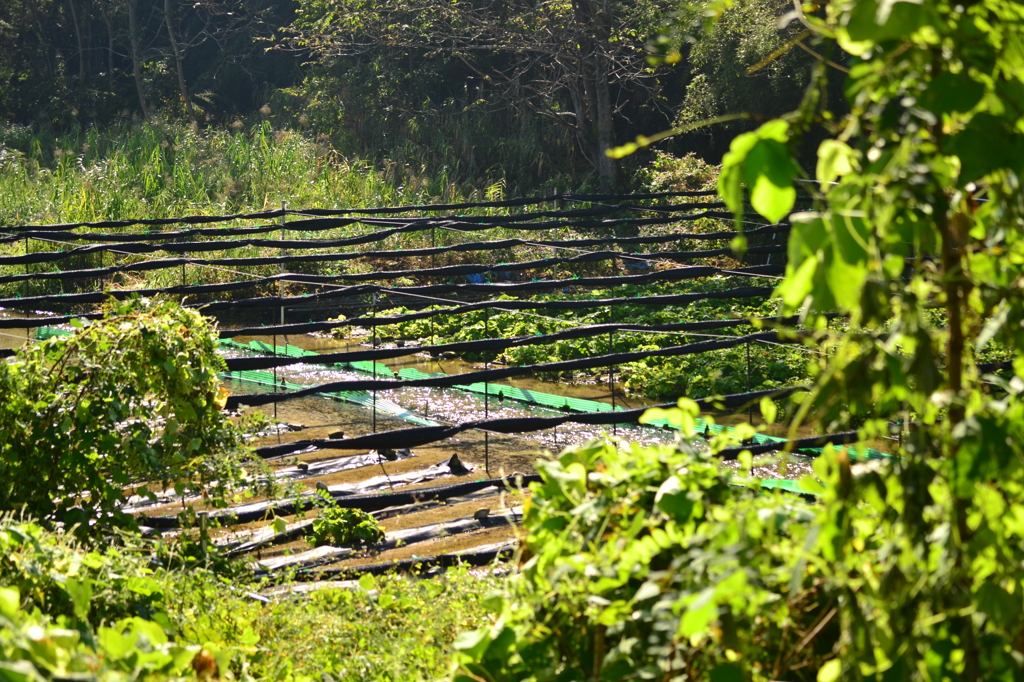秋の山葵田