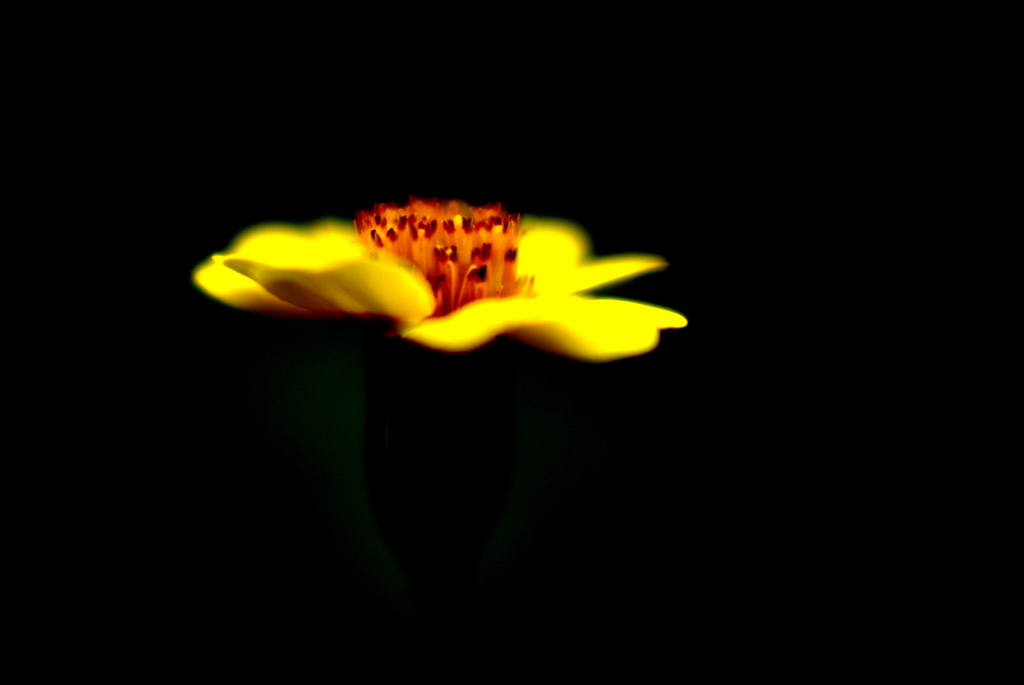 お花のUFO