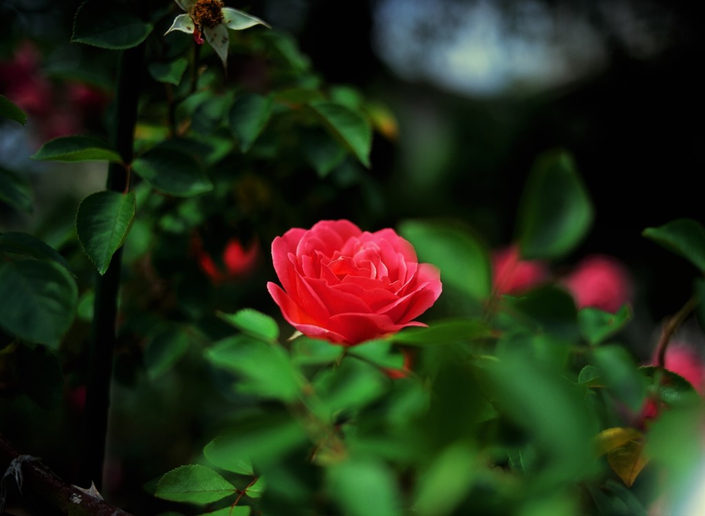 紅（くれない）の薔薇・・・　　（フィルムの残像）