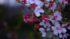 散るも惜しい櫻花