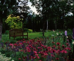 お花とベンチ　(フィルムの残像)