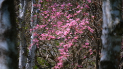 花ざかりの森　　樹間桜　　
