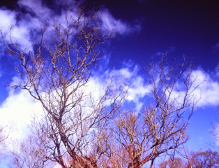 碧空を見上げる　(フィルムの残像)