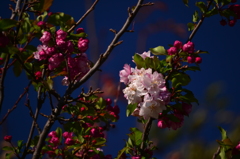 秋の桜