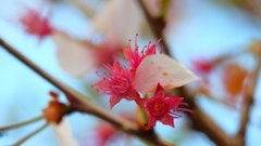 風前惜花
