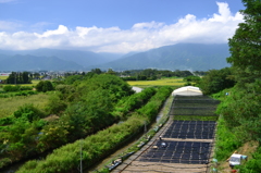 初秋のわさび田