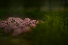 嵯峨野の山桜　（ジオラマ）