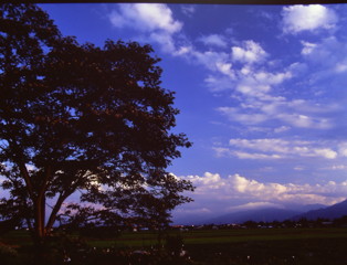 合歓の木の夕暮れ　（フィルムの残像）