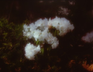 母さんの花　（フィルムの残像）