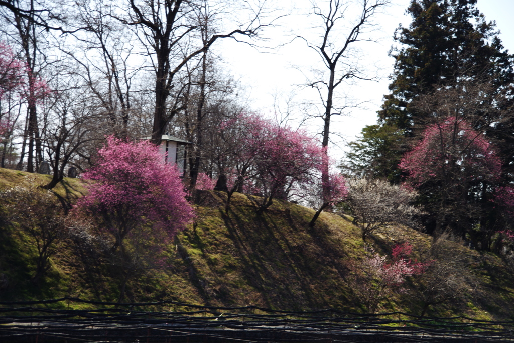 梅の花咲く丘