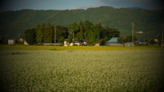 安曇野　蕎麦畑