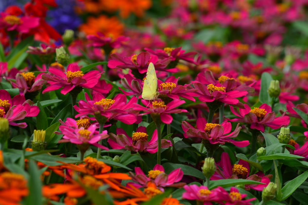 道端の花たち