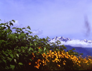 爺ヶ岳と黄色い花　（フィルムの残像）