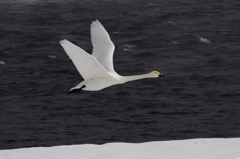 孤独な白鳥・・・