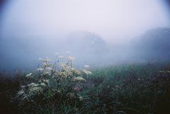 霧の湿原　(フィルムスナップ）