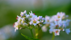 蕎麦の花　１