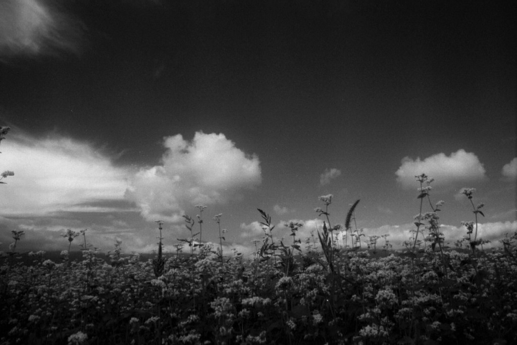 蕎麦畑　（フィルムスナップ）
