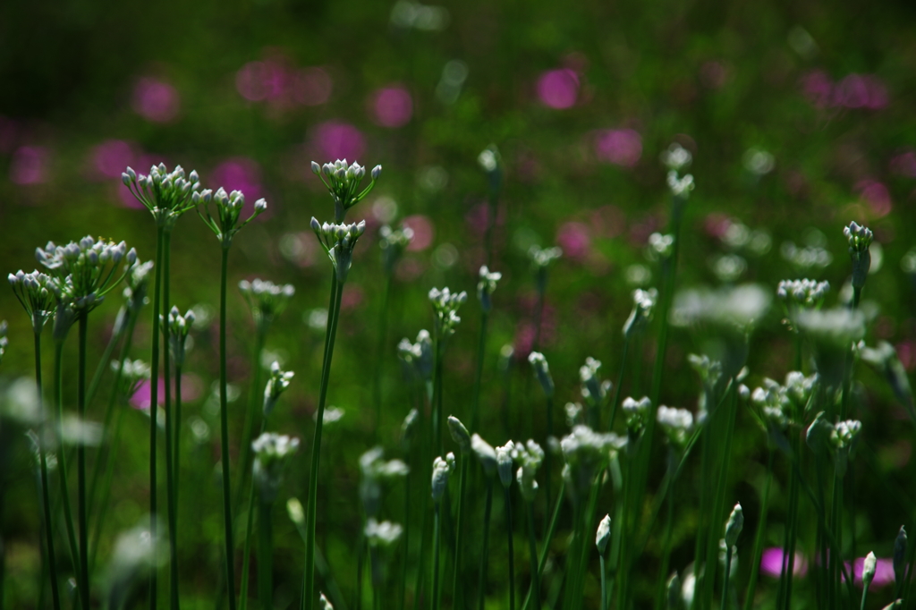 河原の花